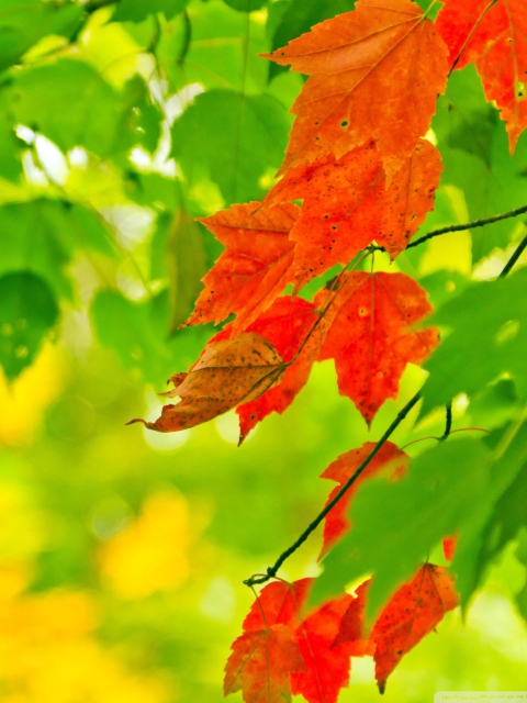 Das Autumn Leaves Wallpaper 480x640