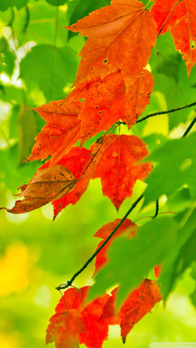 Das Autumn Leaves Wallpaper 640x1136
