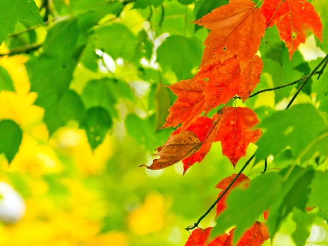 Das Autumn Leaves Wallpaper 640x480