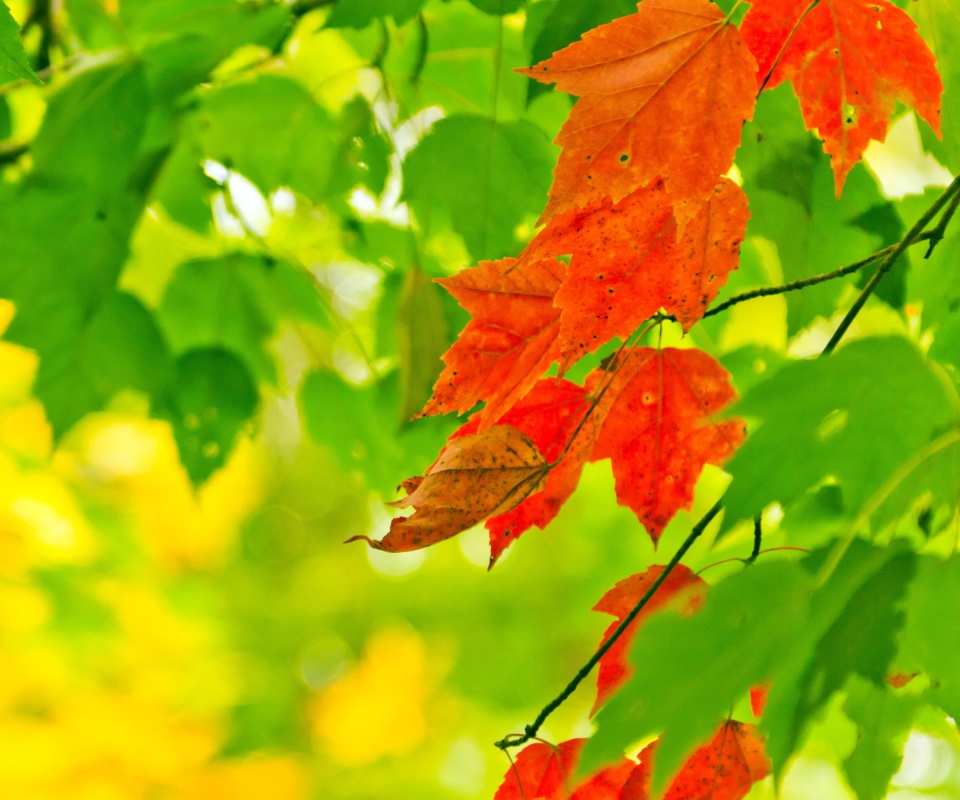 Autumn Leaves screenshot #1 960x800