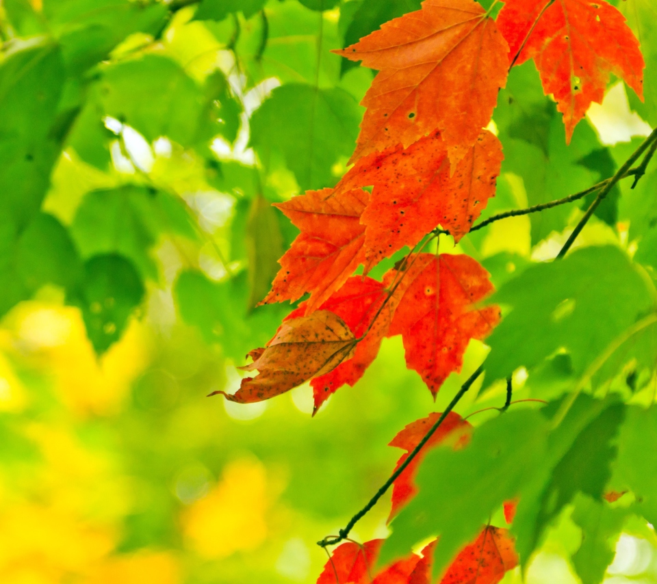 Das Autumn Leaves Wallpaper 960x854