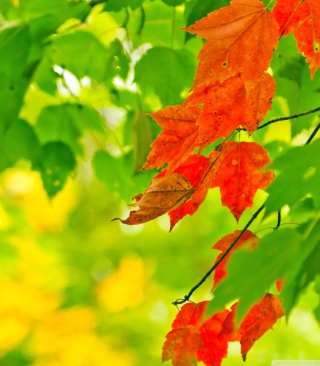 Free Autumn Leaves Picture for Nokia 5233