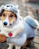 Das Dog In Funny Costume Wallpaper 128x160