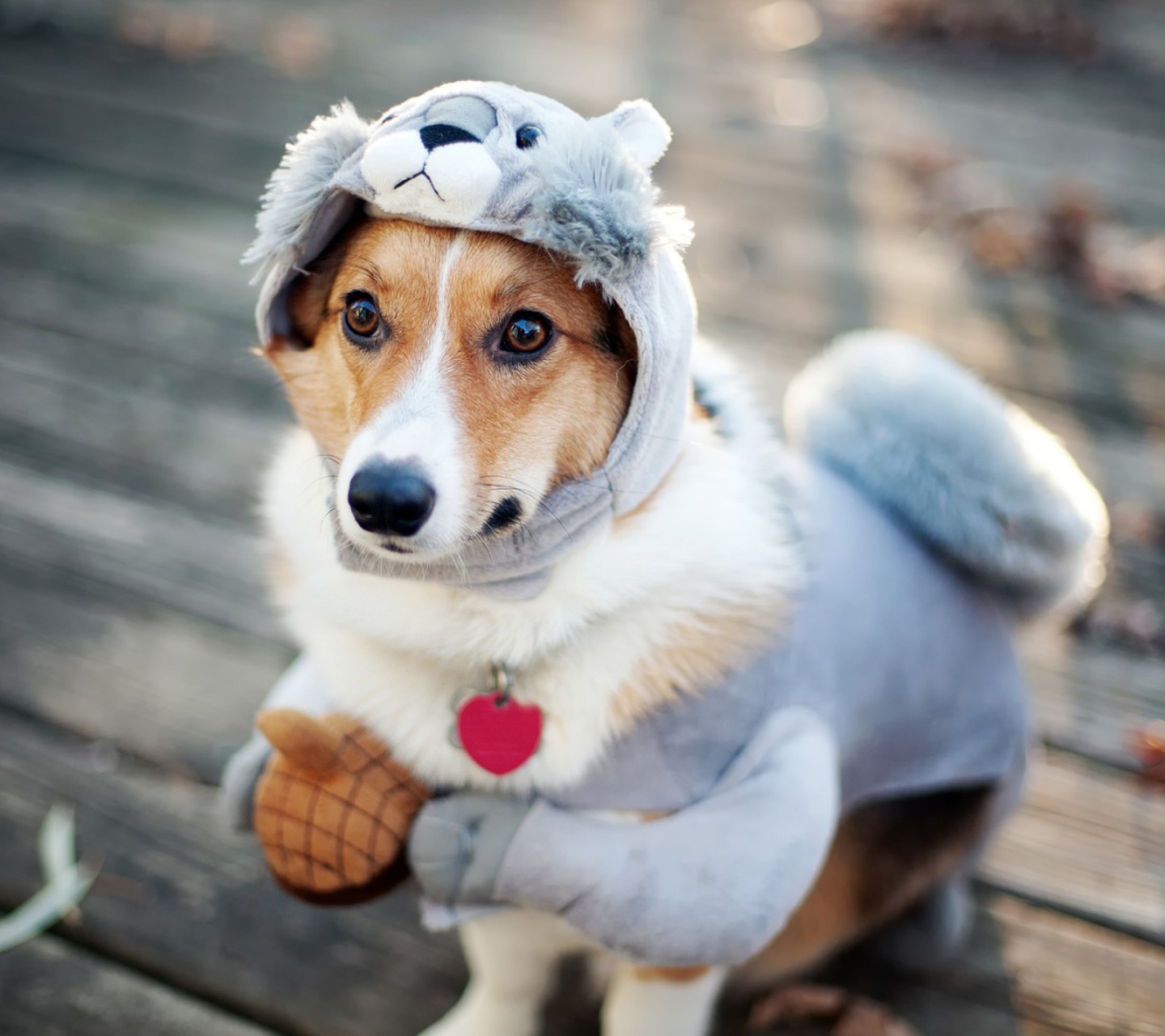 Sfondi Dog In Funny Costume 1440x1280