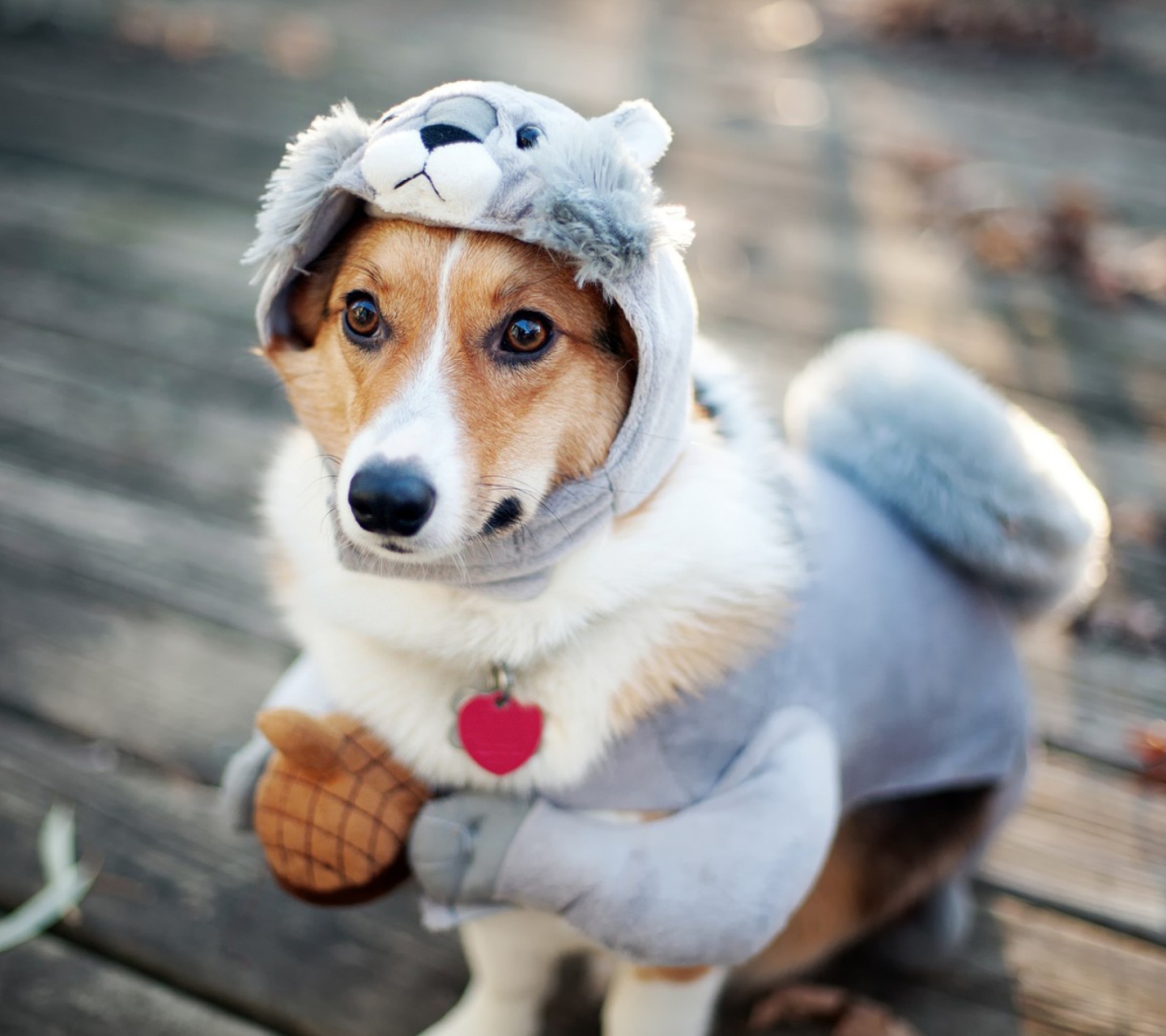 Fondo de pantalla Dog In Funny Costume 1440x1280