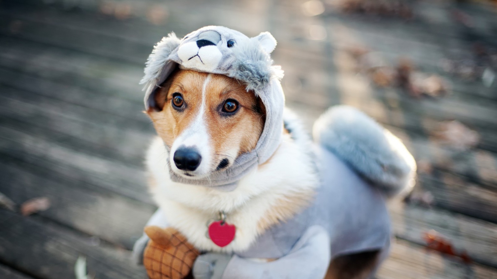 Sfondi Dog In Funny Costume 1600x900