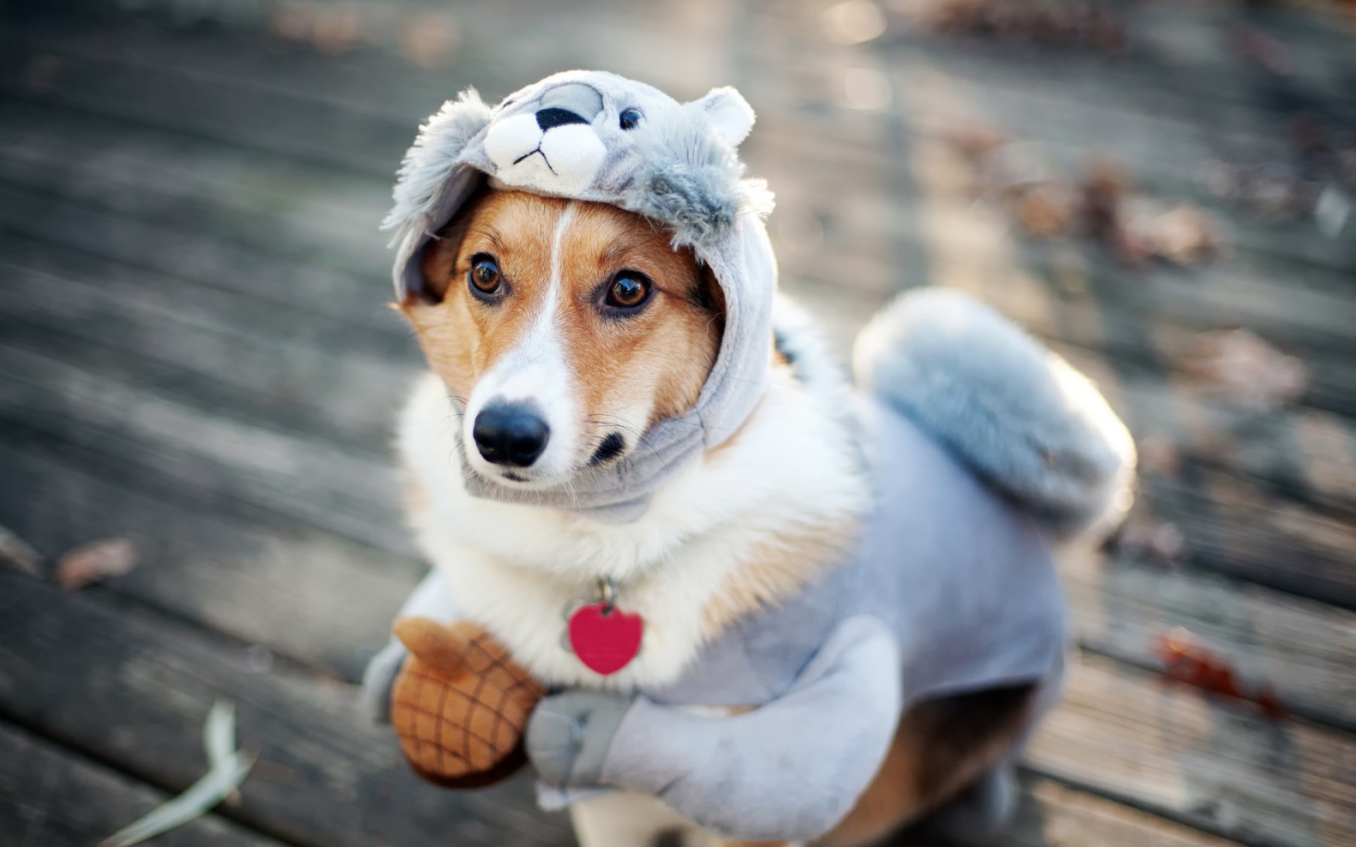 Das Dog In Funny Costume Wallpaper 1920x1200