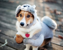 Dog In Funny Costume wallpaper 220x176