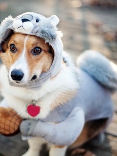 Dog In Funny Costume wallpaper 240x320