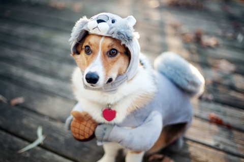 Dog In Funny Costume wallpaper 480x320