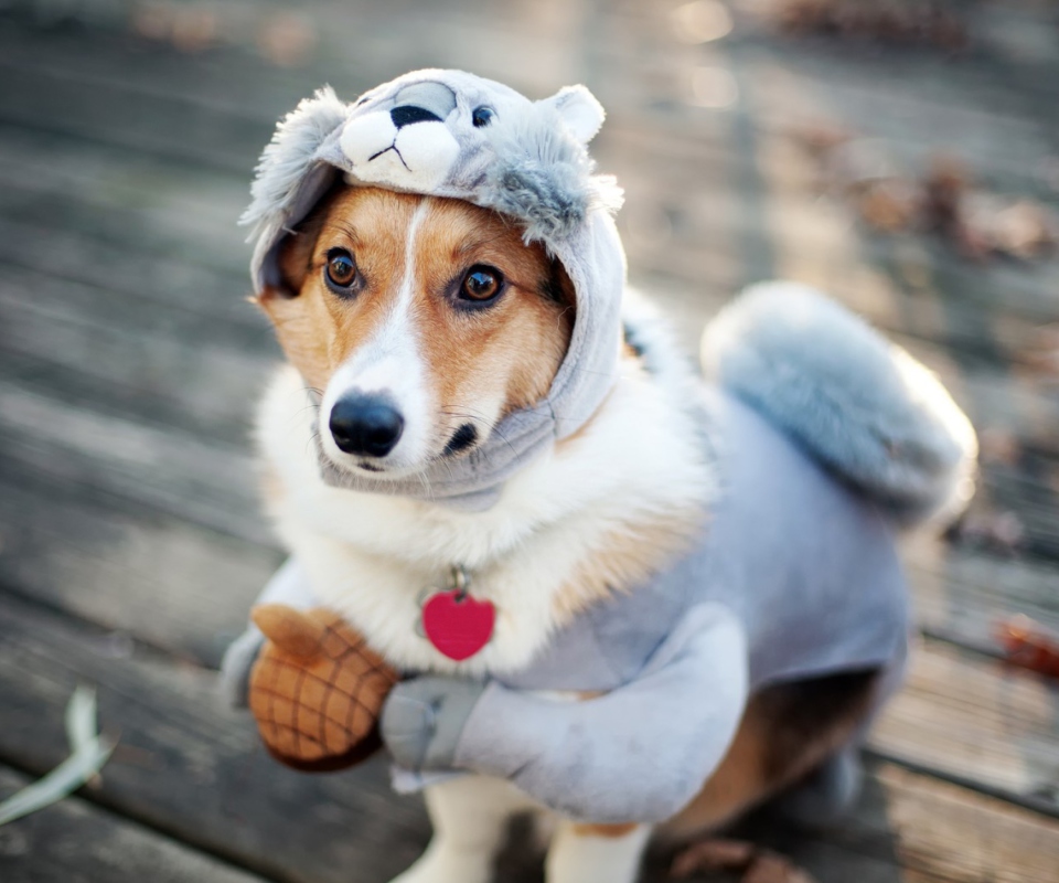 Dog In Funny Costume wallpaper 960x800