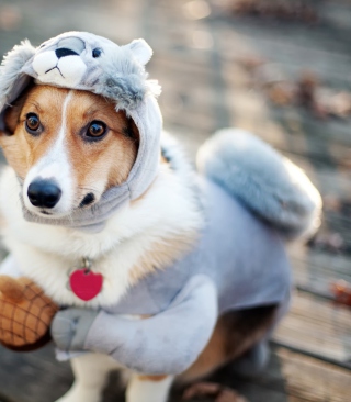 Dog In Funny Costume sfondi gratuiti per iPhone 4S