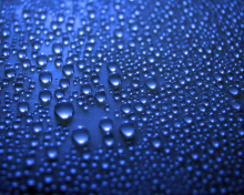 Blue Drops wallpaper 220x176