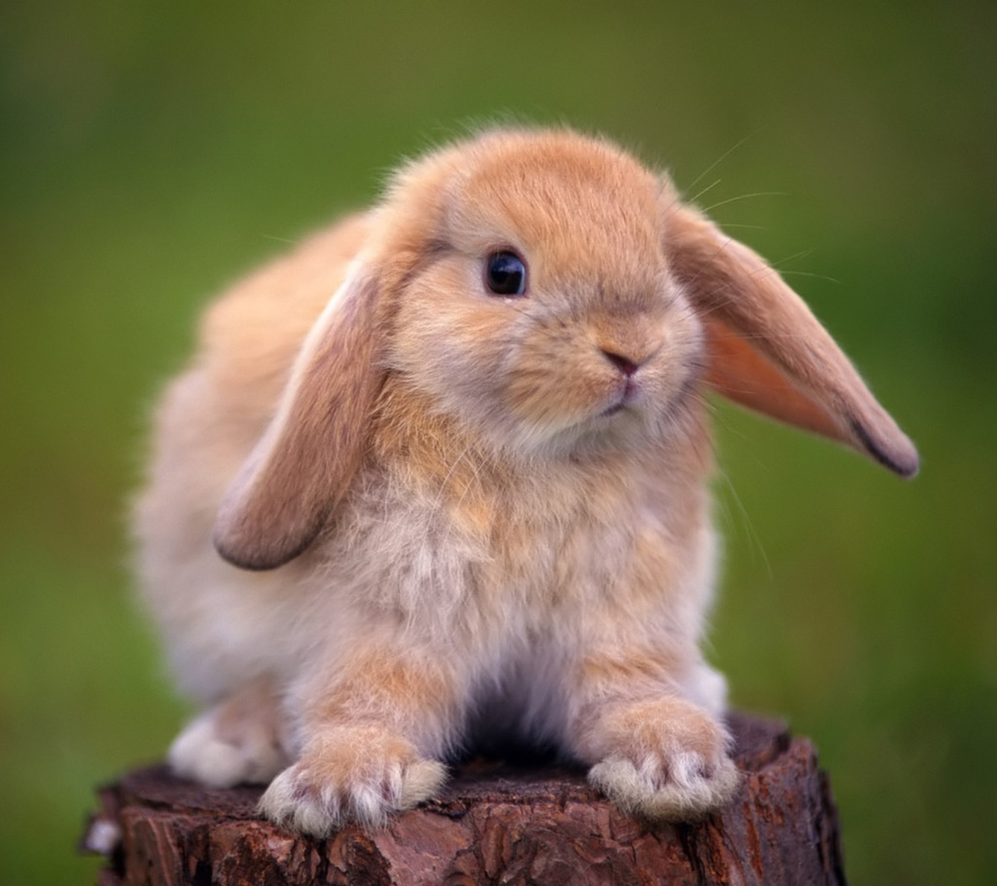 Sfondi Sweet Bunny 1440x1280