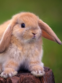 Sweet Bunny wallpaper 240x320