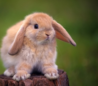 Sweet Bunny - Fondos de pantalla gratis para Samsung B159 Hero Plus