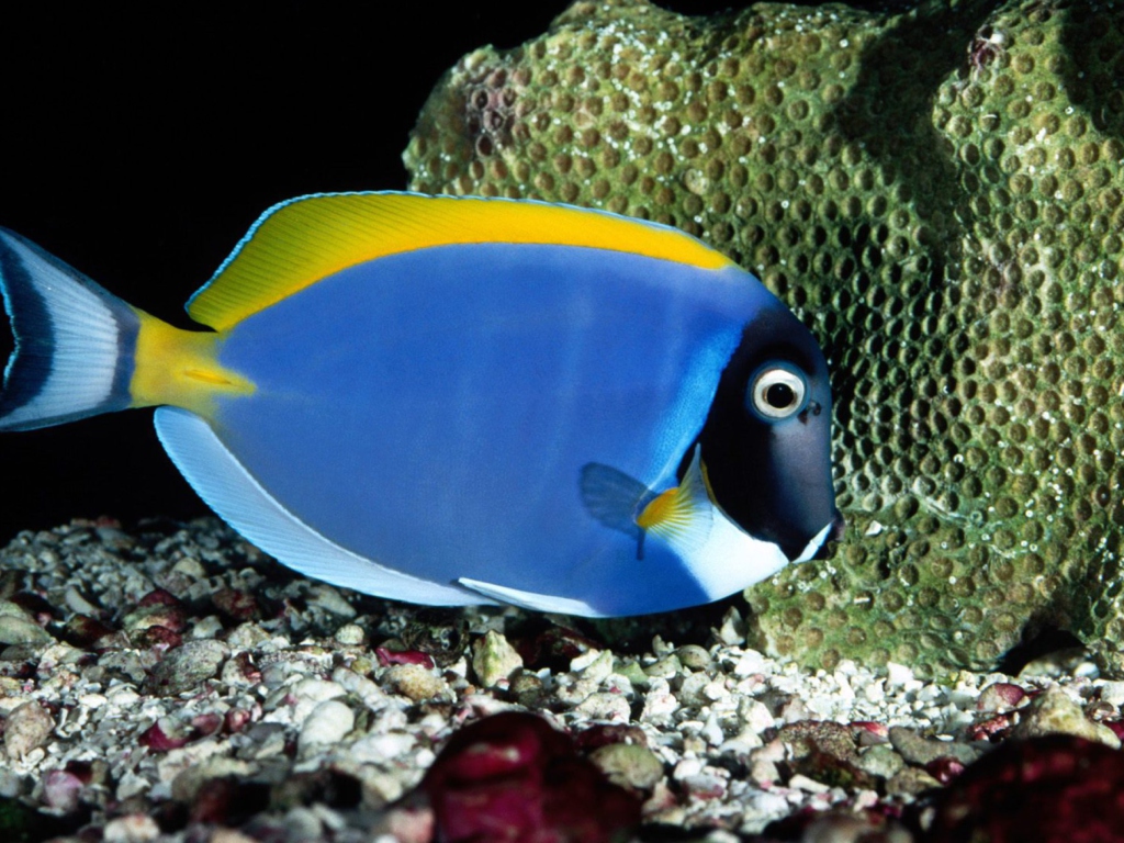 Das Powder Blue Tang Wallpaper 1024x768