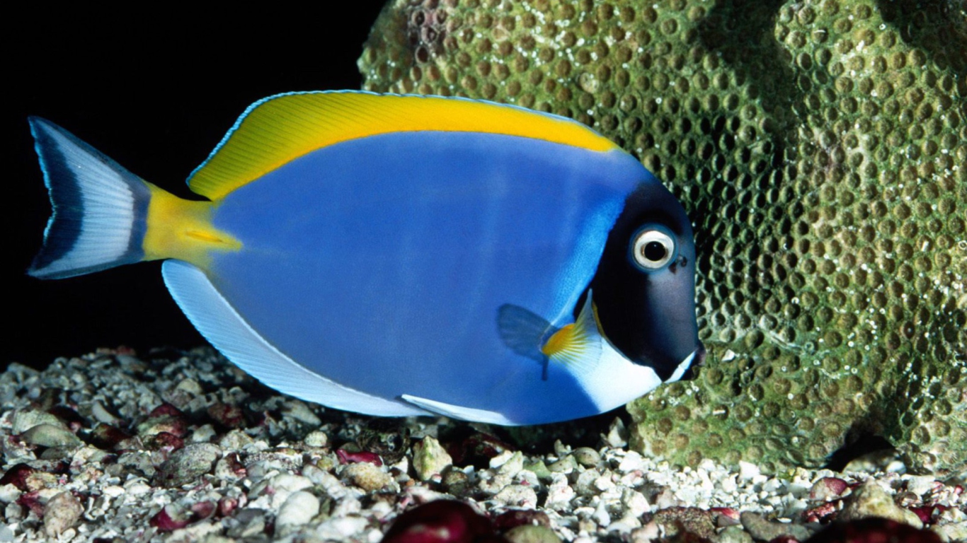 Sfondi Powder Blue Tang 1366x768