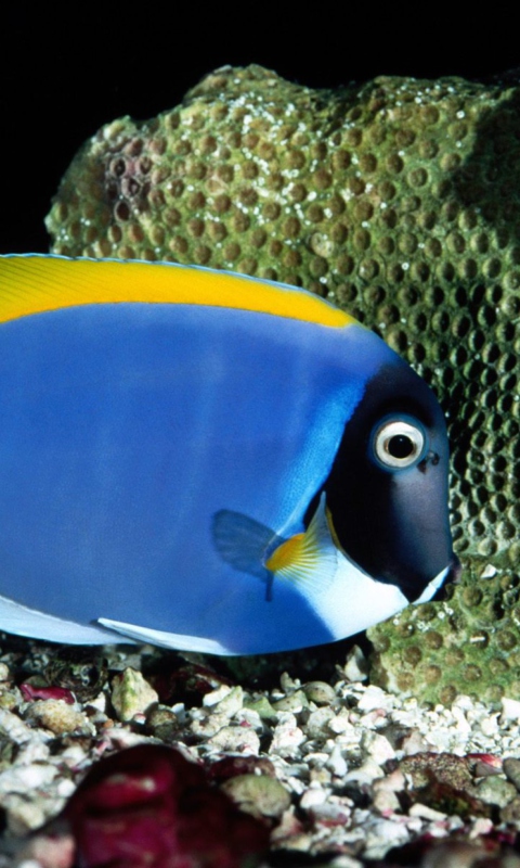 Das Powder Blue Tang Wallpaper 480x800