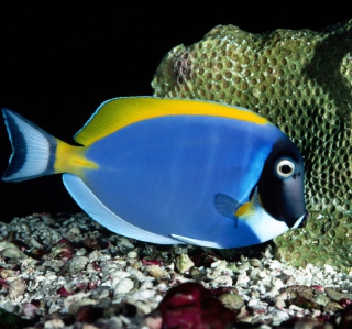 Powder Blue Tang Background for Nokia 8800