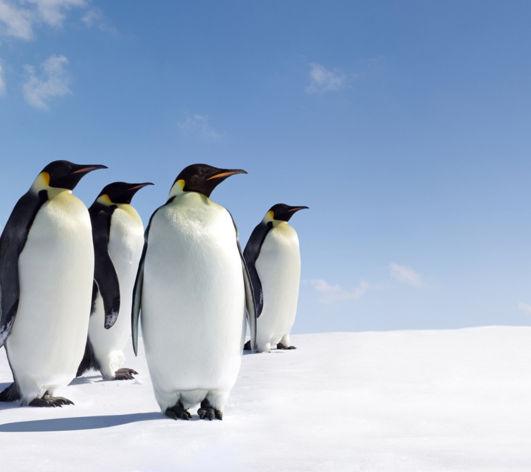 Das Antarctica Emperor Penguins Wallpaper 1080x960