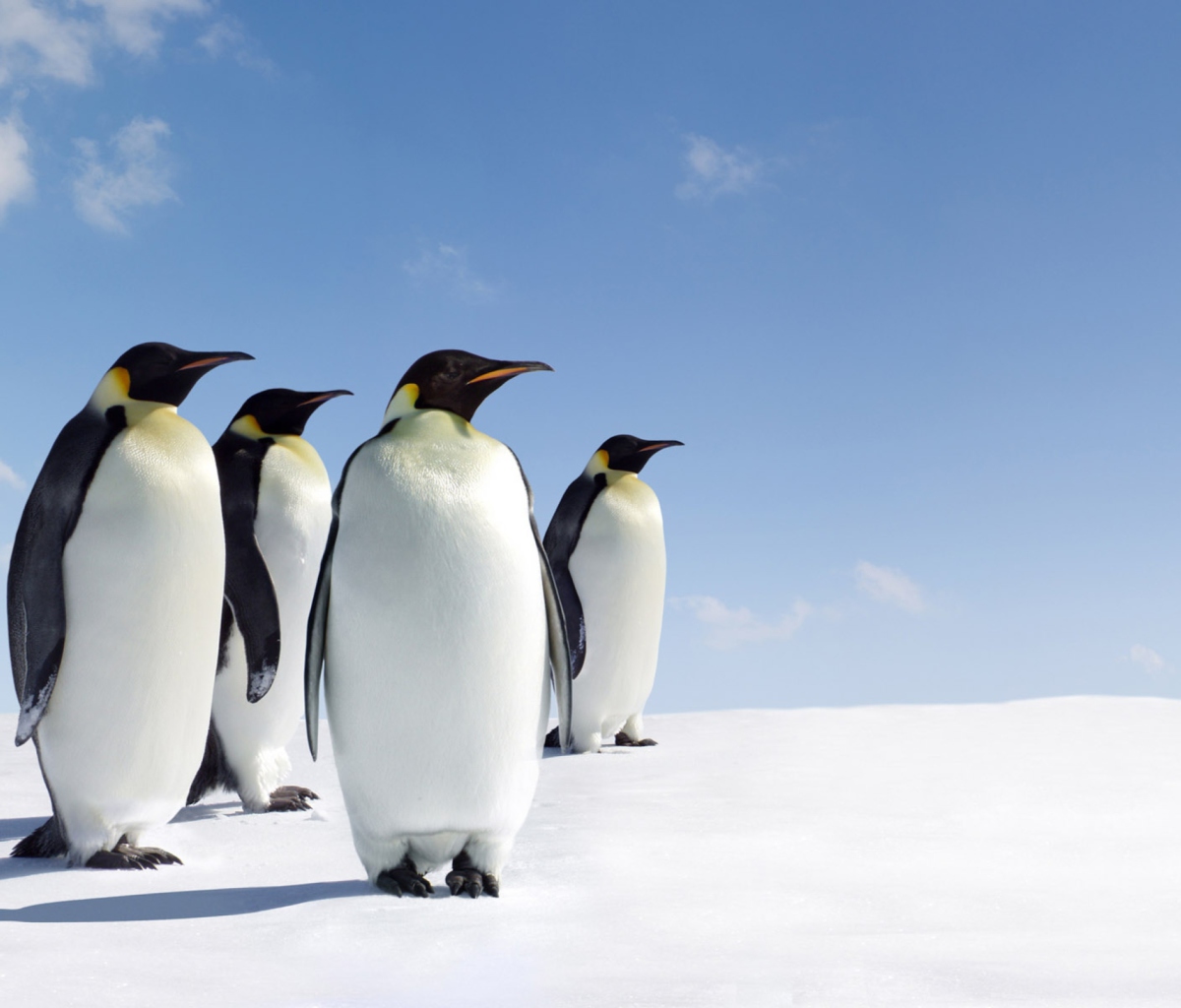 Fondo de pantalla Antarctica Emperor Penguins 1200x1024