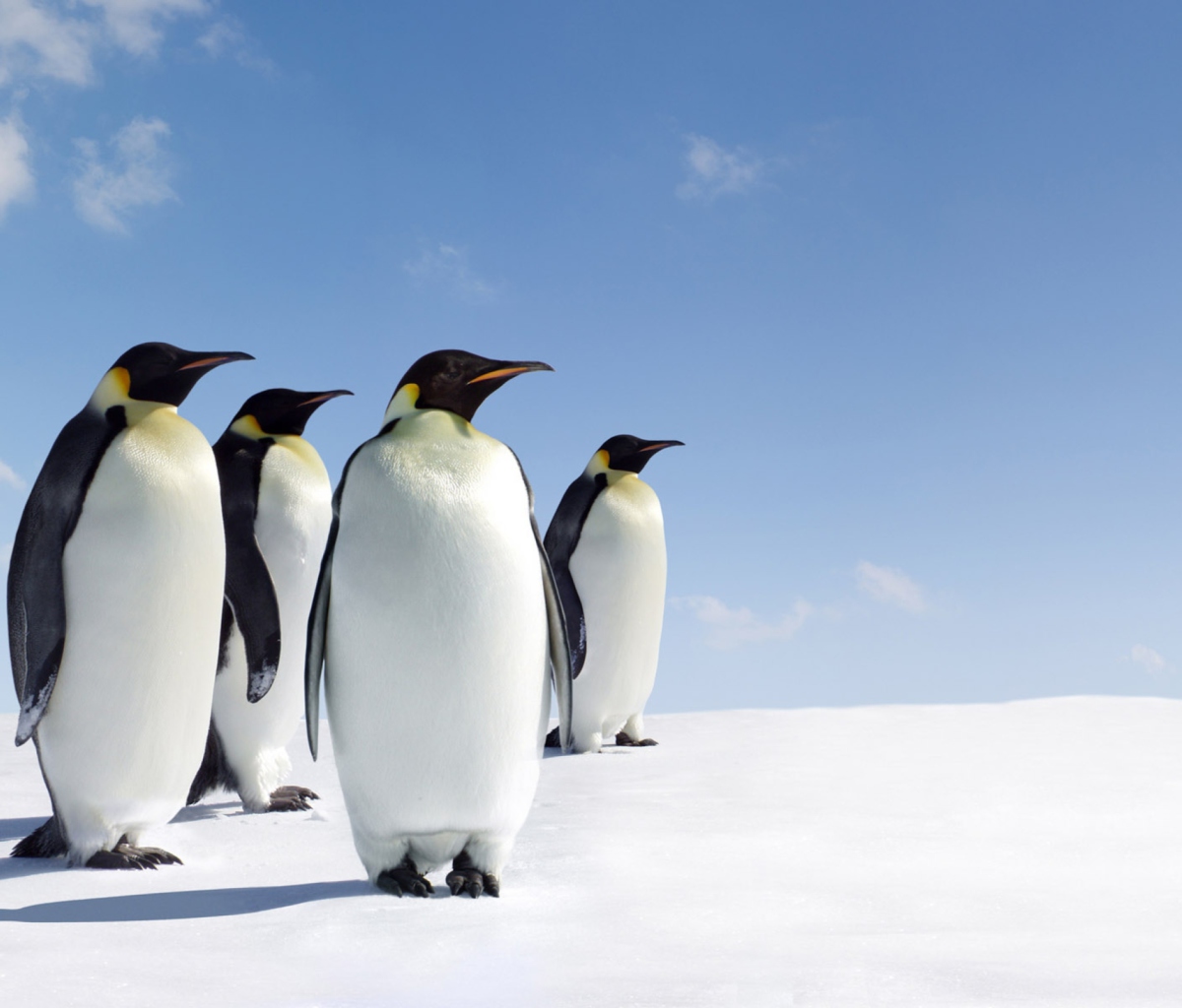 Antarctica Emperor Penguins wallpaper 1200x1024