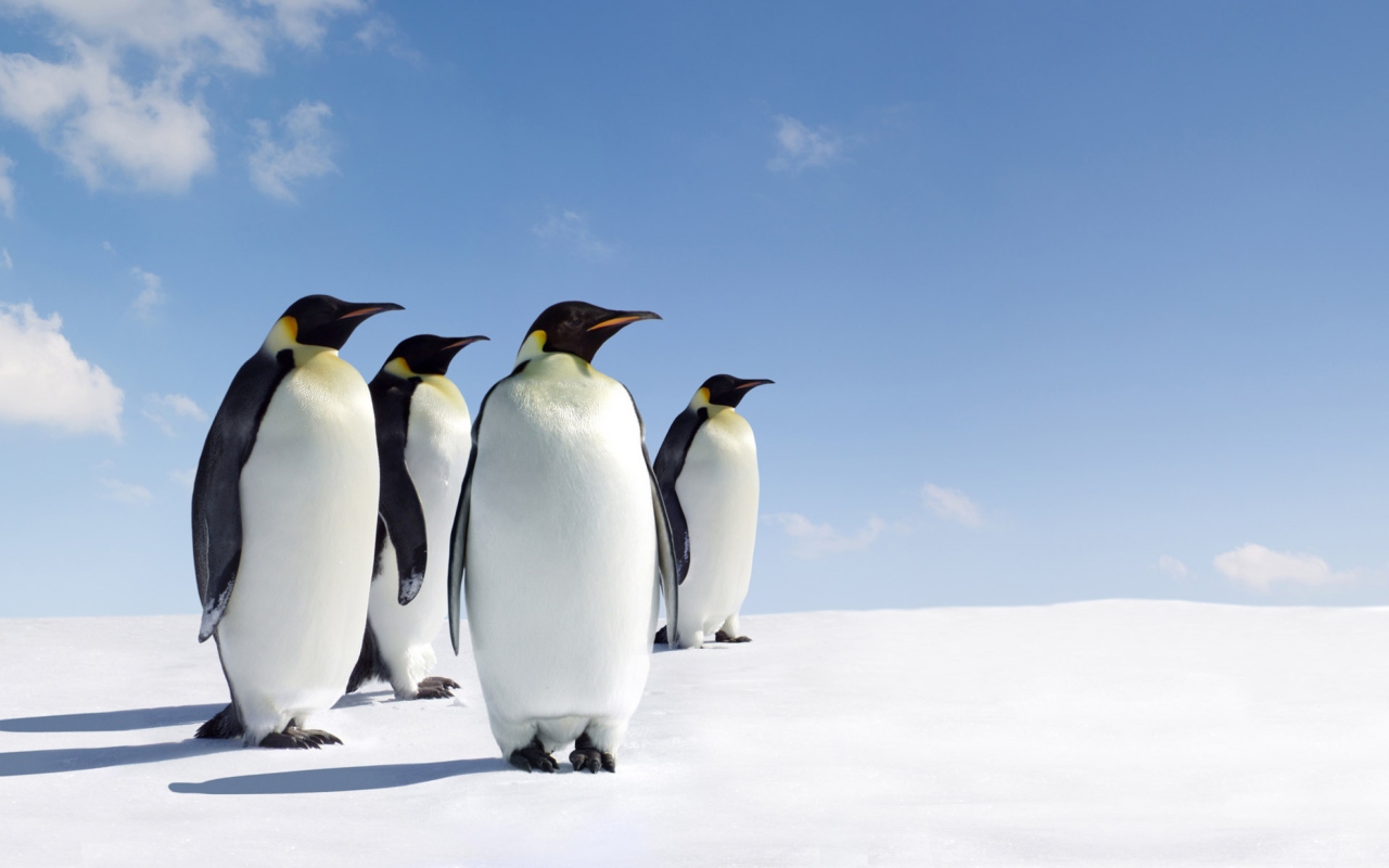 Screenshot №1 pro téma Antarctica Emperor Penguins 1280x800