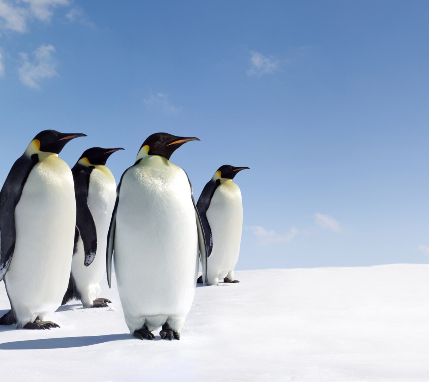 Sfondi Antarctica Emperor Penguins 1440x1280