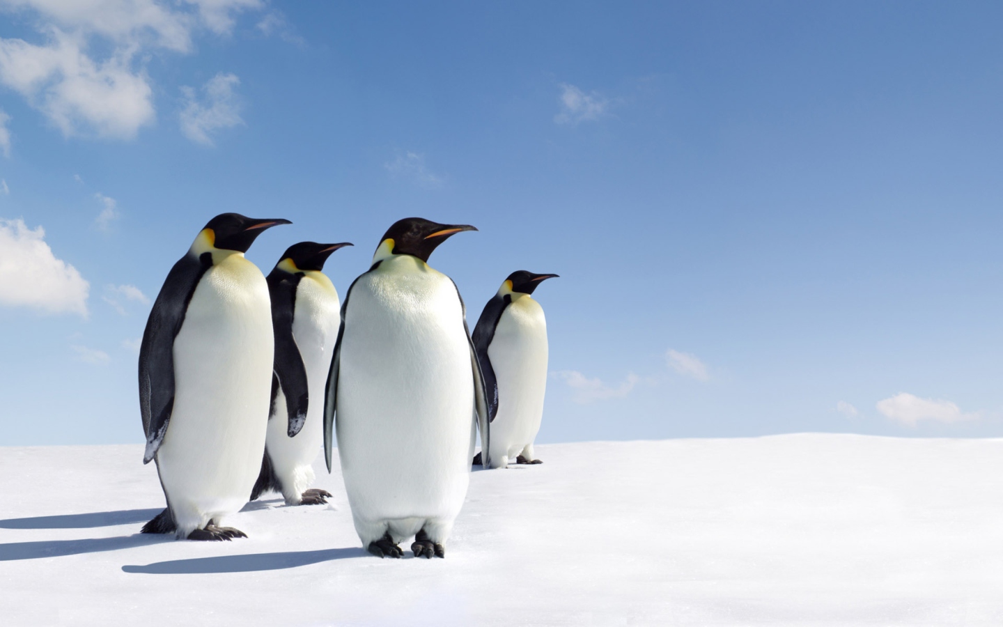 Screenshot №1 pro téma Antarctica Emperor Penguins 1440x900