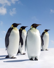 Обои Antarctica Emperor Penguins 176x220