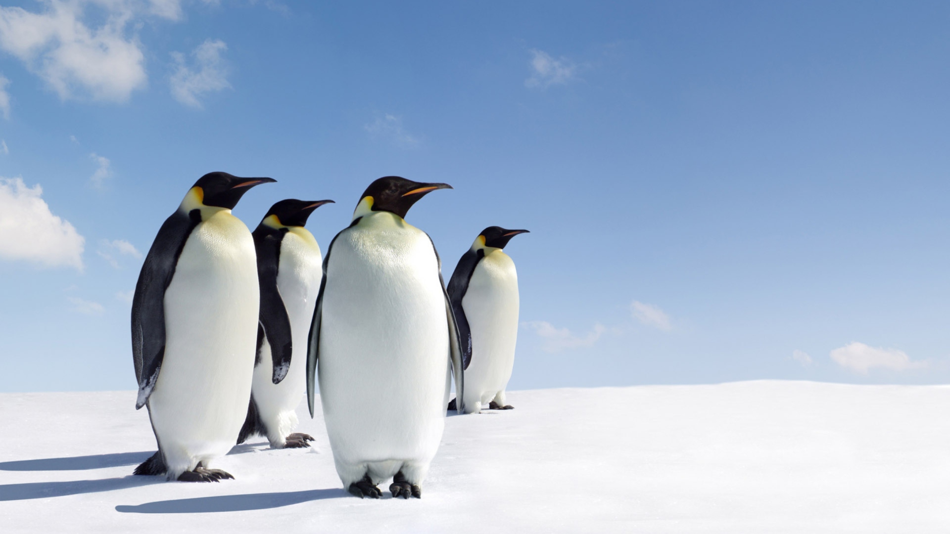Sfondi Antarctica Emperor Penguins 1920x1080