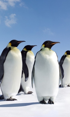 Обои Antarctica Emperor Penguins 240x400