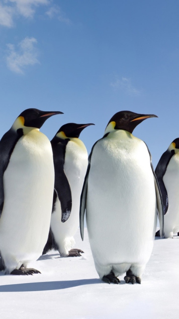Sfondi Antarctica Emperor Penguins 360x640