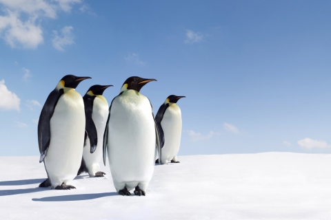 Fondo de pantalla Antarctica Emperor Penguins 480x320