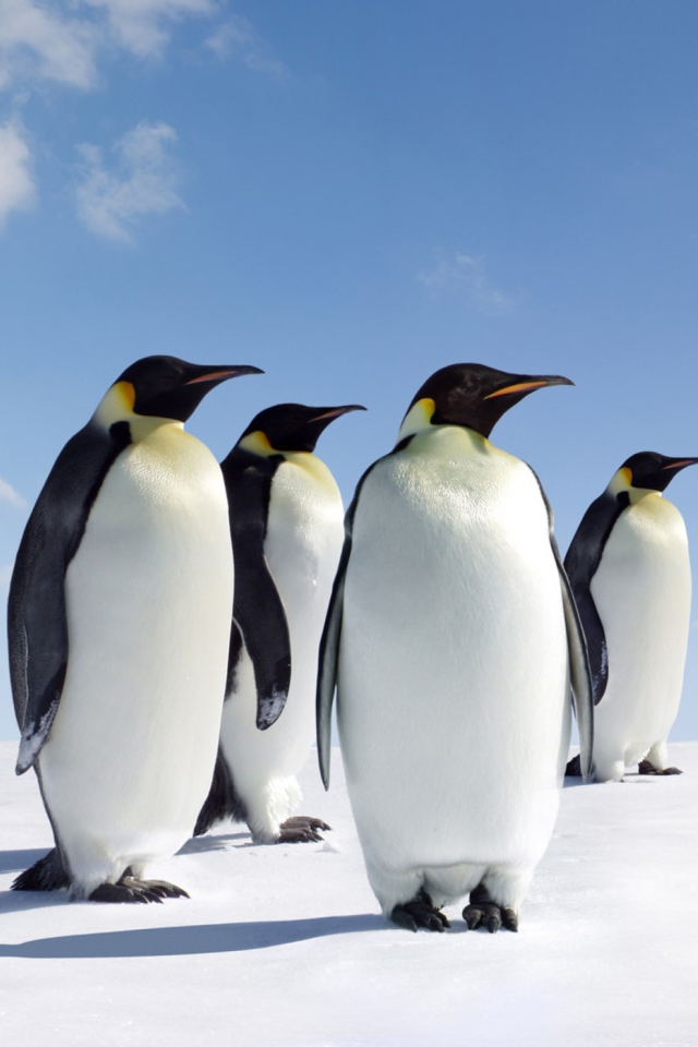 Sfondi Antarctica Emperor Penguins 640x960