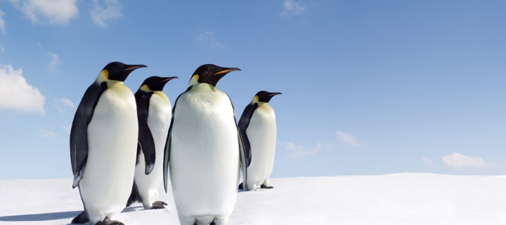 Das Antarctica Emperor Penguins Wallpaper 720x320