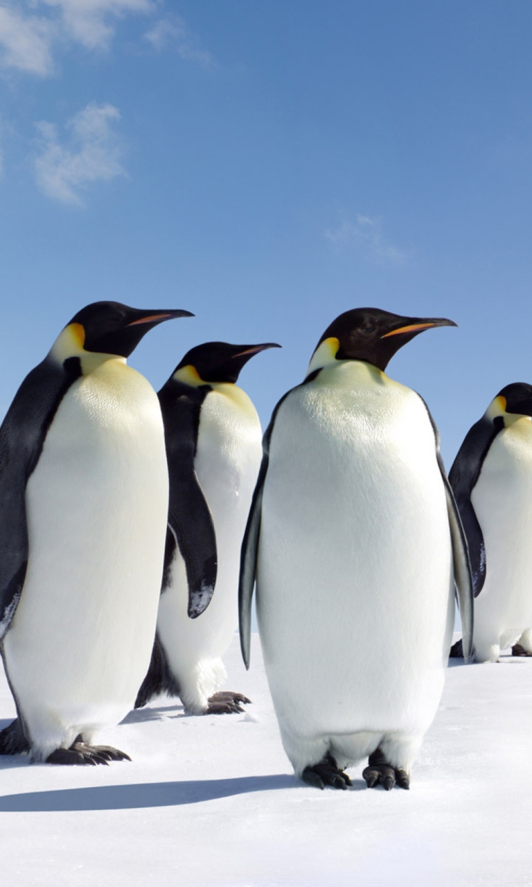 Das Antarctica Emperor Penguins Wallpaper 768x1280