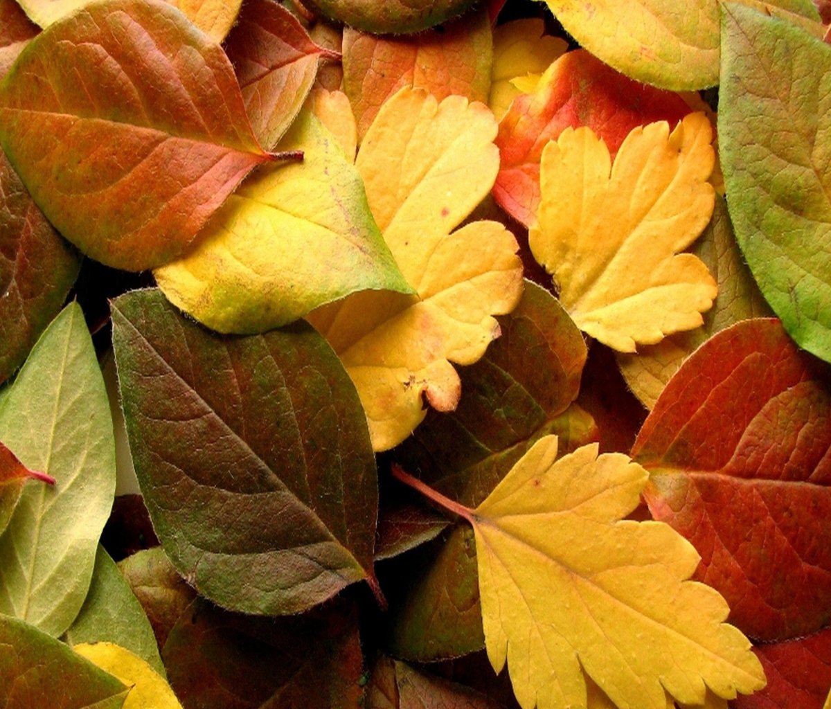 Dry Fall Leaves wallpaper 1200x1024