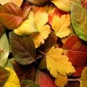 Fondo de pantalla Dry Fall Leaves 128x128