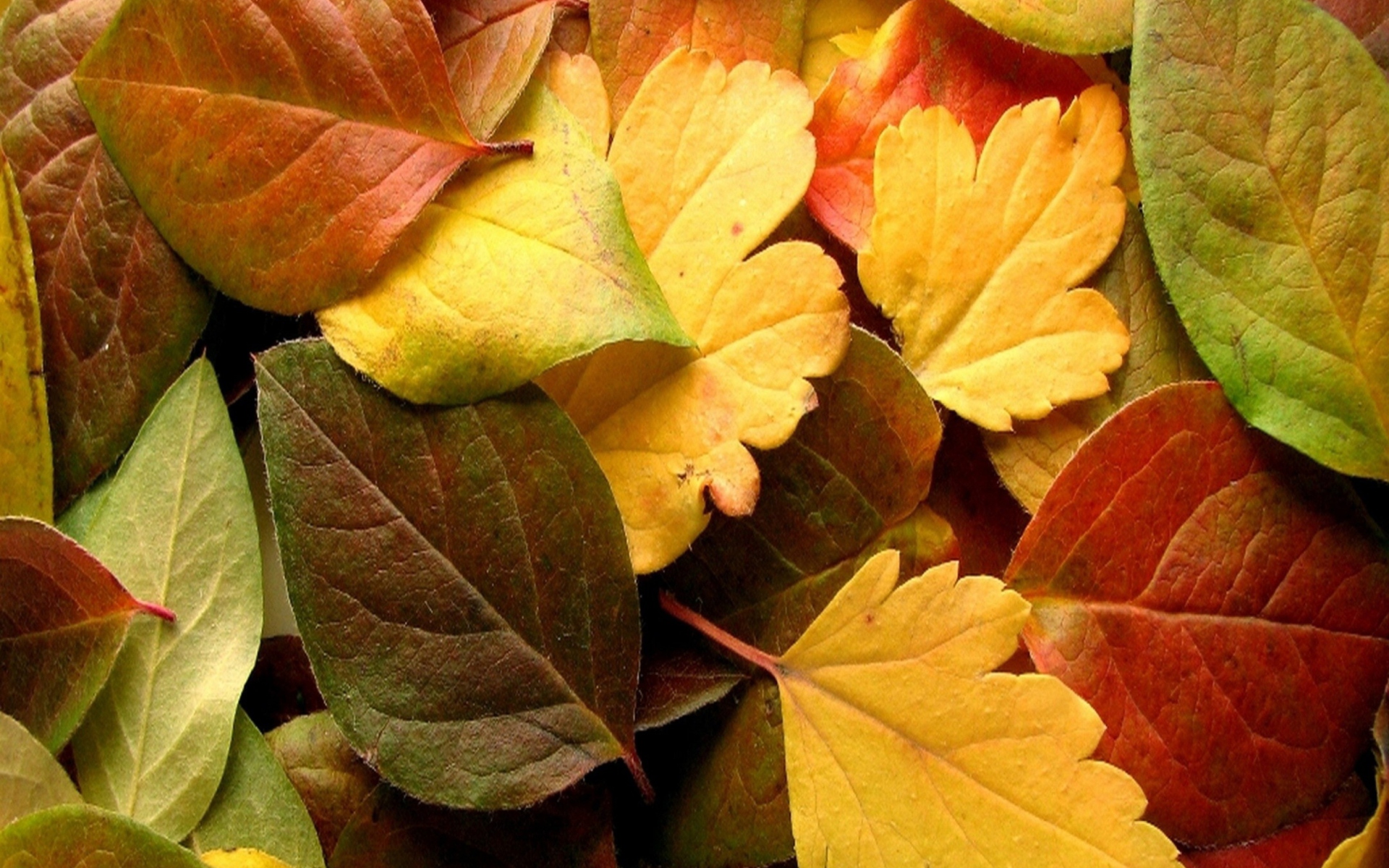 Dry Fall Leaves wallpaper 1920x1200