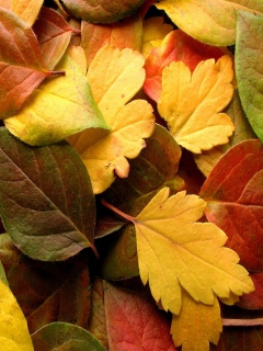 Dry Fall Leaves wallpaper 240x320