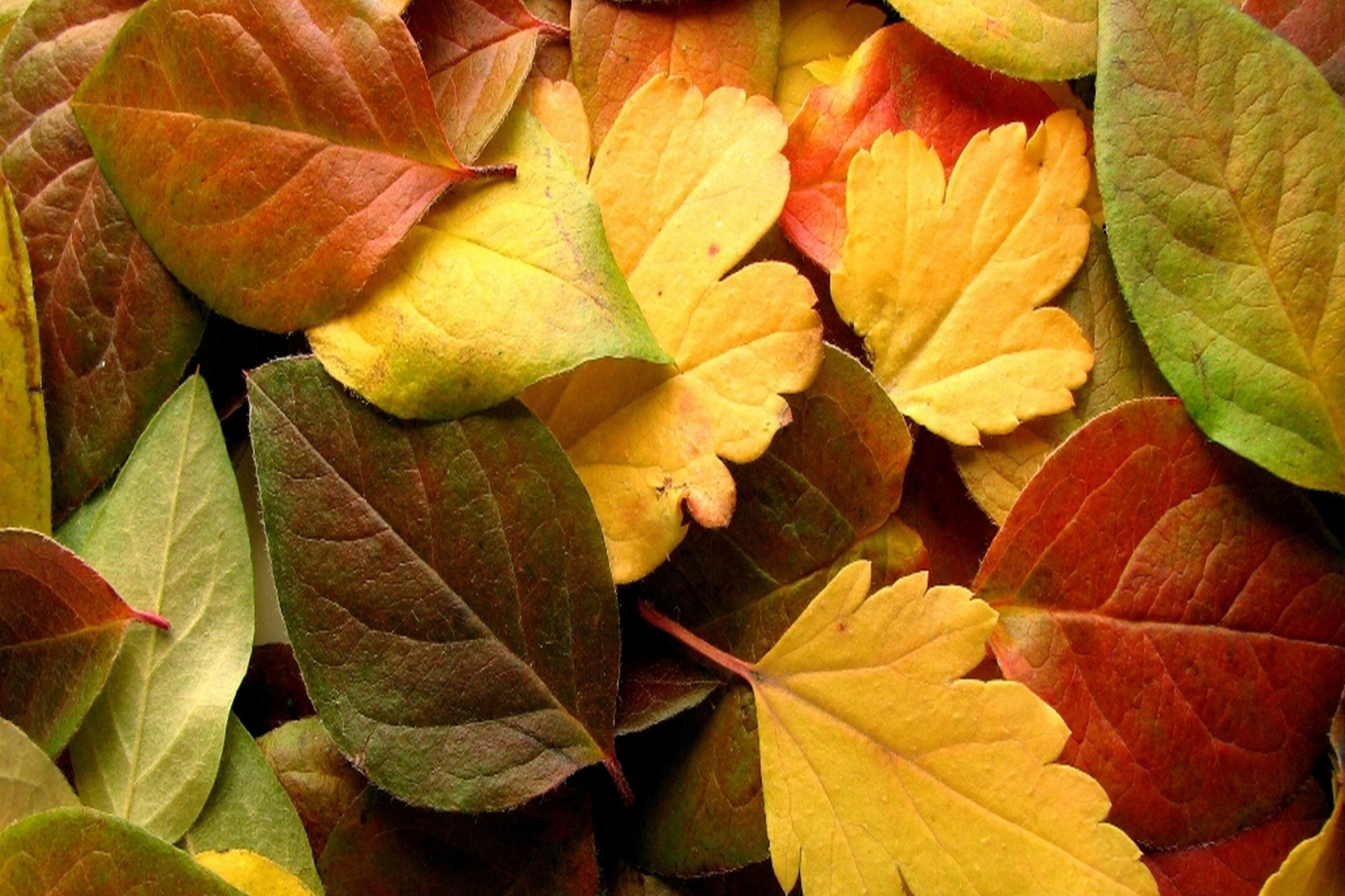 Dry Fall Leaves wallpaper 2880x1920