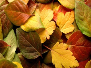 Dry Fall Leaves wallpaper 320x240