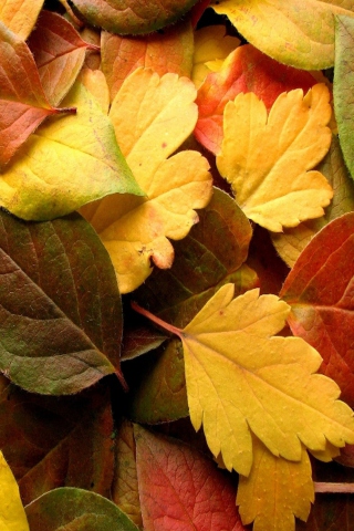 Sfondi Dry Fall Leaves 320x480
