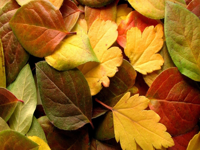 Dry Fall Leaves wallpaper 640x480