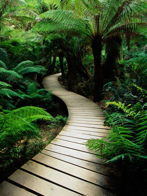 Jungle Path screenshot #1 480x640