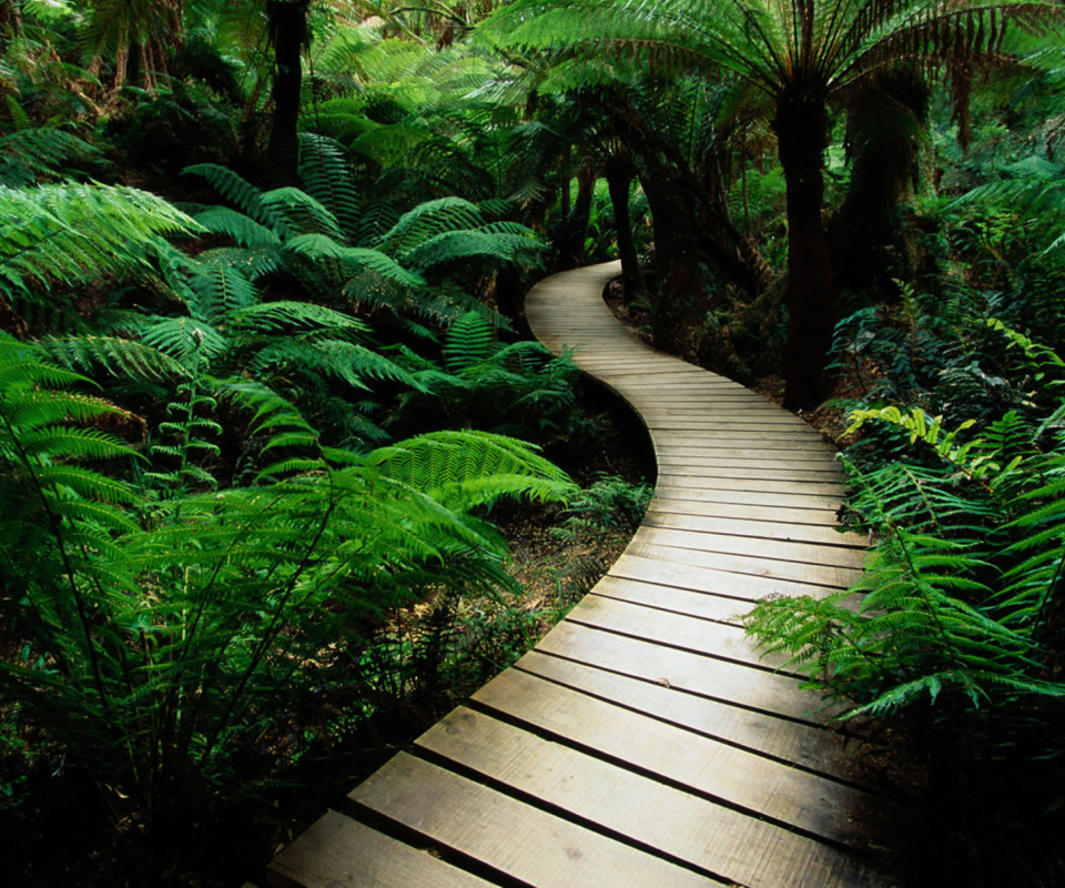 Jungle Path wallpaper 960x800