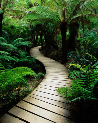 Jungle Path sfondi gratuiti per iPhone 4S