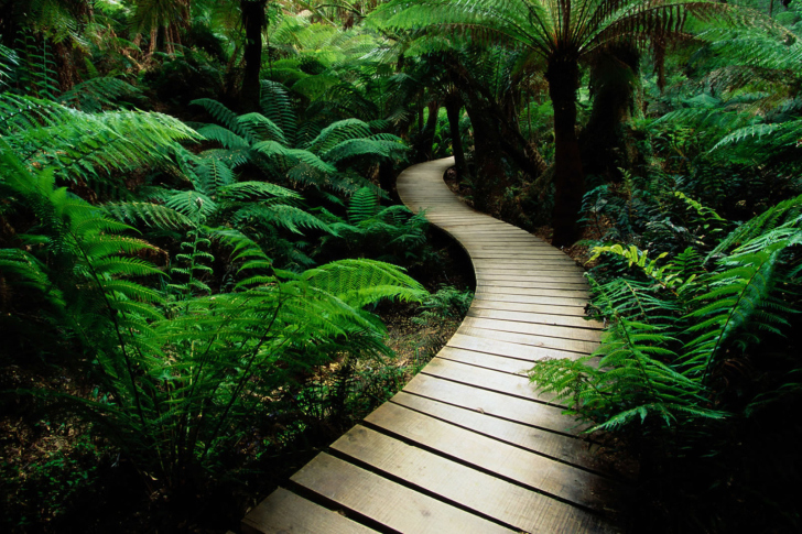 Jungle Path Wallpaper For Android Iphone And Ipad